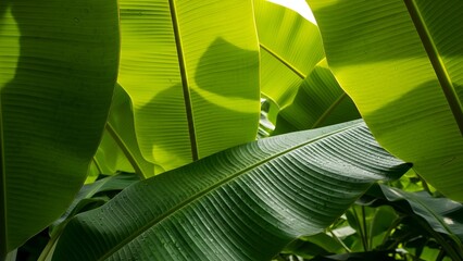 Lush Green Banana Leaves in Sunlight in Tropical Garden