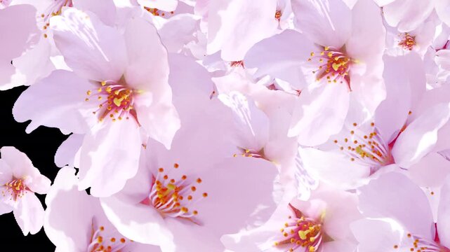 サクラのトランジション　アルファチャンネル付き