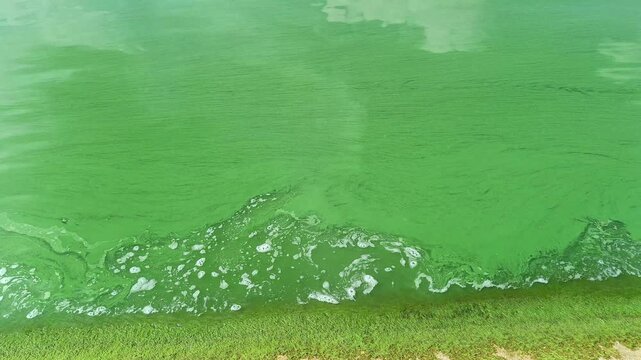 A close-up of a stagnant reservoir covered in green algae bloom, with gentle waves lapping against the grassy shore. Captured during golden hour for dramatic lighting. Ideal for environmental document
