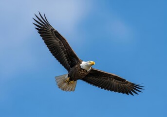 Naklejka premium A majestic American bald eagle soars gracefully with its wings spread wide against a clear blue sky.