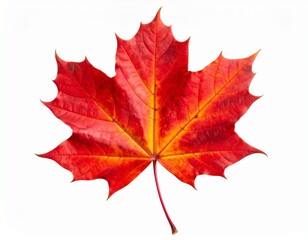 Fototapeta premium Vibrant Red and Yellow Maple Leaf Isolated on White Background - Autumn Fall Foliage Detail