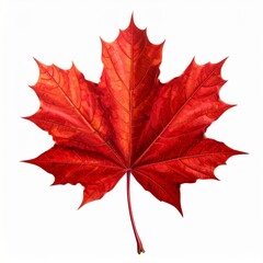 Vibrant Red Maple Leaf Isolated on White Background for Autumn and Nature Designs