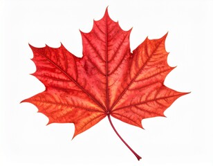 Vibrant Red Maple Leaf on White Background - Autumn Fall Foliage Isolated