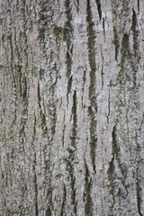 bark of a tree