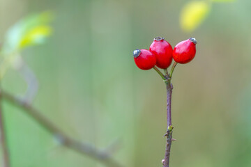 Rosa canina Dog Rose with Red Rosehips. Close-up of bright red rosehips on a thorny branch. The minimal background highlights their vivid autumn tone.
