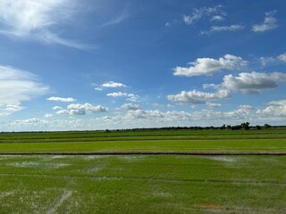 Vibrant green rice field under bright blue sky with clouds in rural Thailand