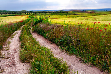 Fototapeta premium Camino entre los campos de trigo