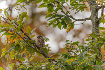 The Eurasian tree sparrow Passer montanus perches quietly among golden and green leaves. A beautiful scene capturing the calm of early autumn.