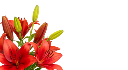 Close up of vibrant red lily flowers and buds isolated on transparent background