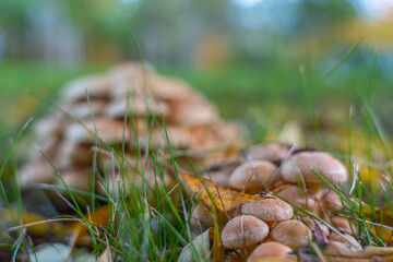 Two groups of mushrooms in soft focus with autumn grass in the foreground. The image captures depth and natural atmosphere.