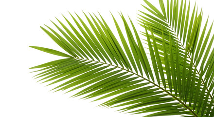 Fototapeta premium Green palm fronds isolated on transparent background