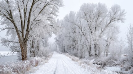 Fototapeta premium A serene winter scene showcasing a snow-covered path bordered by tall frosted trees. The landscape is peaceful and quiet creating a chilly atmosphere by the river under a cloudy sky.