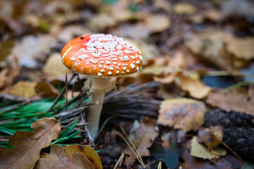 Muchomor w jesiennej scenerii 