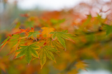Green and orange maple Acer palmatum leaves softly lit by autumn light. The blurred background enhances the warm and natural color tones.