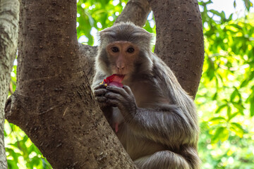Monkey sitting in a tree enjoying a piece of fruit on a sunny day in a lush forest