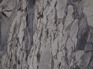 tree bark texture