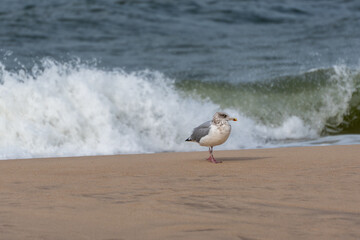 A seagull Larus argentatus walks along the sand as waves crash in the background. Its grey feathers contrast beautifully with the blue sea.