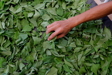 Bitter bush or Siam weed leaves (Chromolaena odorata) being dried