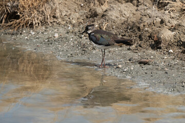 _DSC2745.NEF