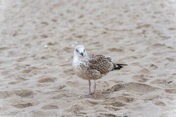 A young seagull Larus argentatus stands calmly on the sandy beach, its feathers blending with the soft tones of the dunes. Gentle light highlights the birds natural texture.