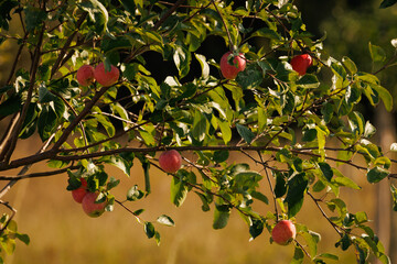 red apples on tree