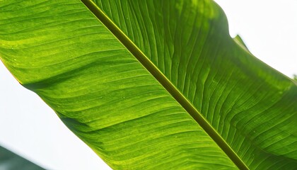 Close-Up of Backlit Banana Leaf Showing Veins and Texture