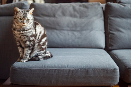 cat sitting quietly on a sofa