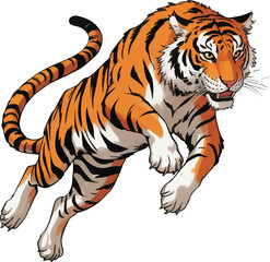 tiger on white background