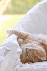 Siberian breed of cat in relax on a garden chair