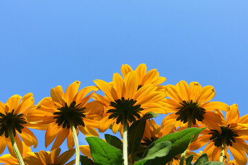 Yellow flowers in a frog's-eye view against a blue sky. Yellow rudbeckia flowers. Greeting card with copy space.