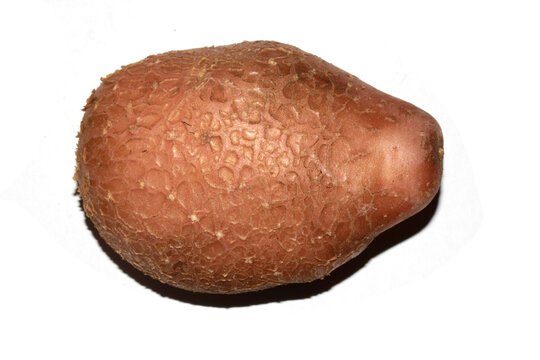 Potato grown in the garden with flaky skin scab fungus natural on white background