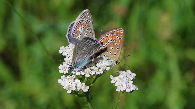 male butterfly intrudes couple of common blue butterflies while copulating on Achillea millefolium