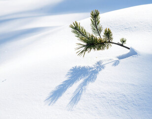 Shadow of a single pine branch on a white blanket of snow