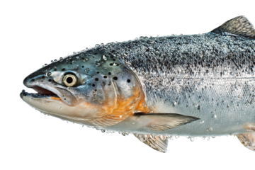 Lifelike Atlantic salmon with glossy scales and visible moisture beads, sleek natural form and crisp detail, isolated on transparent background
