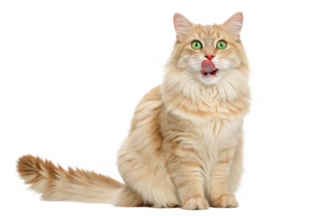 Ginger siberian cat licking its lips isolated on transparent background