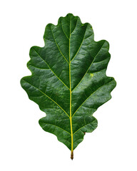 Fototapeta premium Broad oak leaf in deep forest green with slight yellowing at the tip, turned to highlight raised vein relief and soft matte texture, isolated on transparent background 