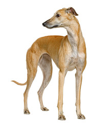 Obraz premium Elegant greyhound standing alert, lean frame with visible ribs and smooth short fur, isolated on transparent background 