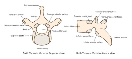 第6胸椎の解剖学、上面図と側面図