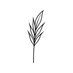 Obraz premium Simple line drawing of a botanical leaf and stem on transparent background