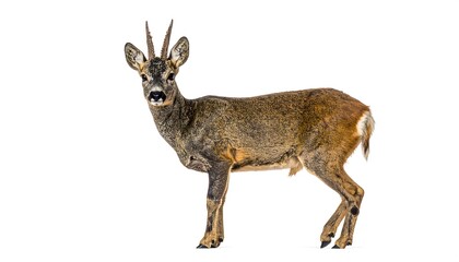 Alert Roe Deer Buck Standing Tall on a White Background.