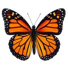 Fototapeta premium PNG Monarch Butterfly in Detail: Capturing the intricate beauty of a monarch butterfly, its vibrant orange wings marked with distinctive black veins and white spots, showcasing nature's artistry.