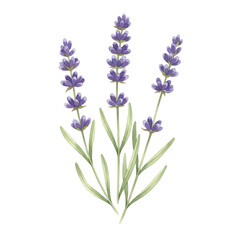 Obraz premium Watercolor illustration of three lavender flower stems with green leaves, isolated on white background.