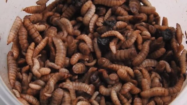 Close up video of BSF Maggot. Maggots are larvae of black soldier fly. Maggots are very useful for recycling organic waste. Also can be used for fish and poultry feed