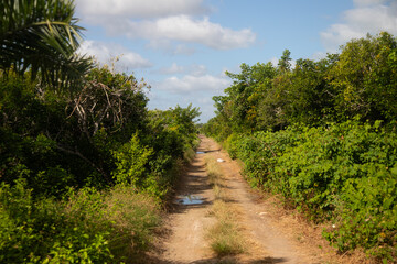 Pov of natural trails  in Río Lagartos Biosphere natural park on Mexico's Yucatan Peninsula.