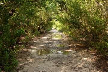 Pov of natural trails  in Río Lagartos Biosphere natural park on Mexico's Yucatan Peninsula.