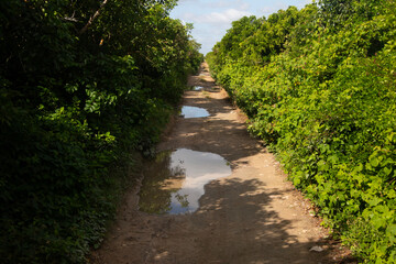 Fototapeta premium Pov of natural trails in Río Lagartos Biosphere natural park on Mexico's Yucatan Peninsula.