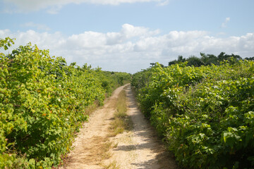 Naklejka premium Pov of natural trails in Río Lagartos Biosphere natural park on Mexico's Yucatan Peninsula.