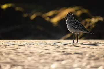 Chorlito gris - Pluvialis squatarola - Grey plover or Black-bellied plover