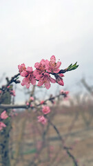 Peach tree in bloom. White and pink flowers.