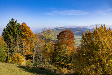 Waldst&uuml;ck am Etzel, nahe Rapperswil